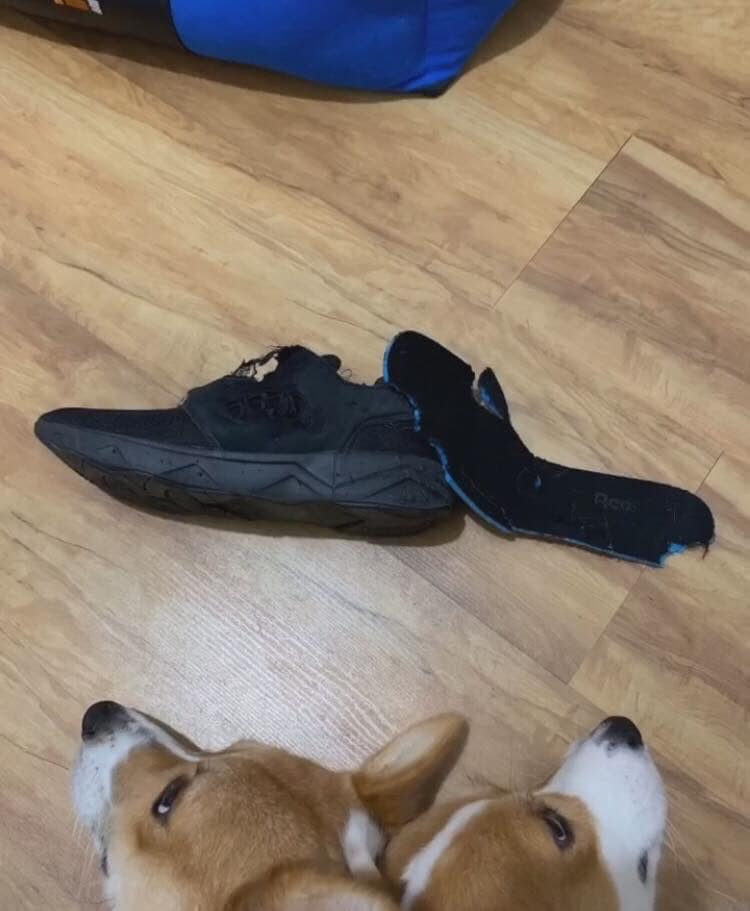 柯基犬咬主人脚,柯基咬黑狗猫猫反击