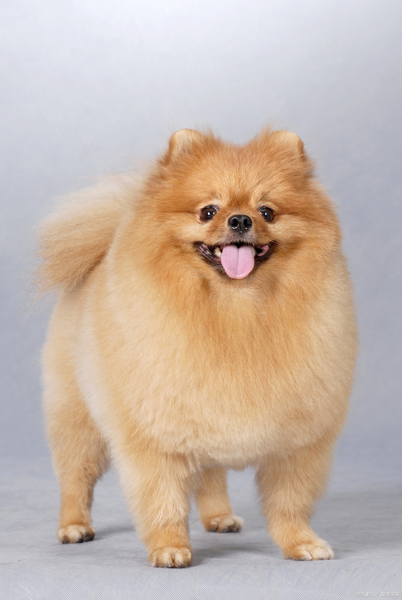 博美最便宜的价格是多少钱一只,大体博美价格多少一只