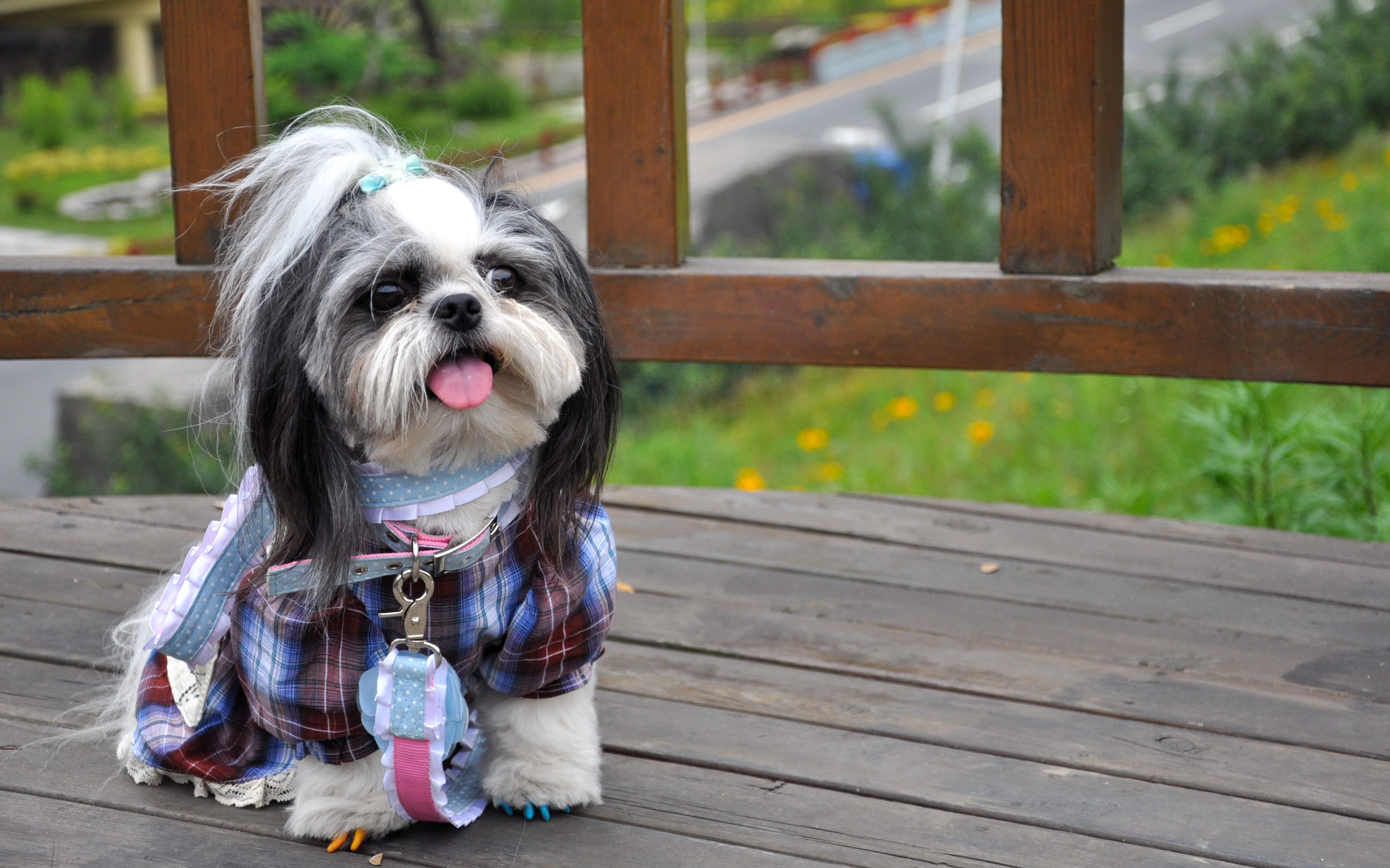 预防狗狗眼部疾病吃什么,狗狗最常见的十大疾病