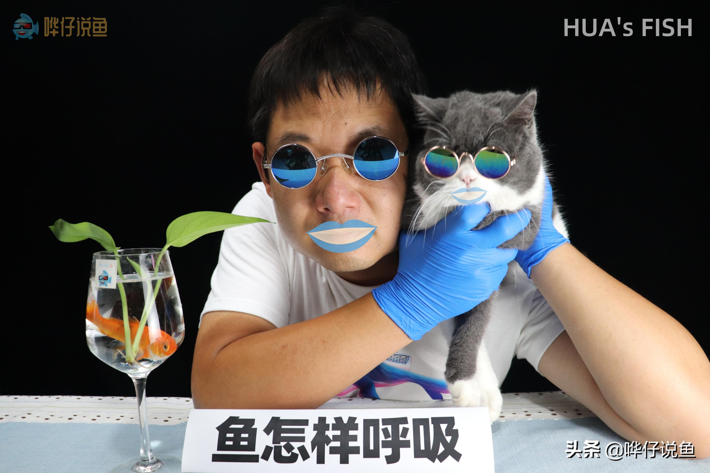 怎么判断观赏鱼是睡觉还是生病了,观赏鱼呼吸急促死亡是什么原因