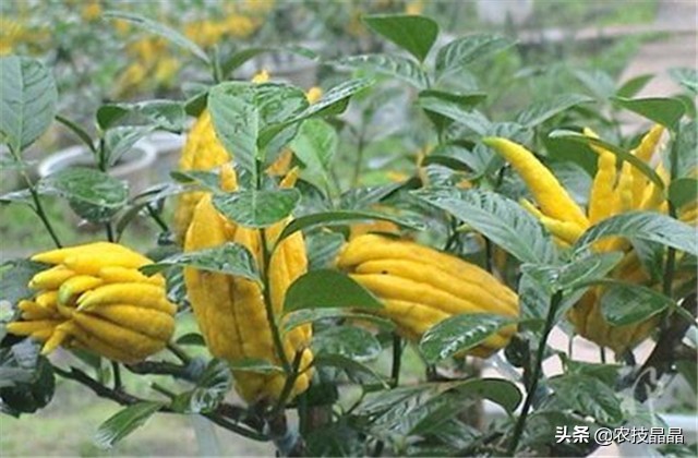 冬天从网上买的佛手苗怎么种植,种三年佛手一亩产量有多少