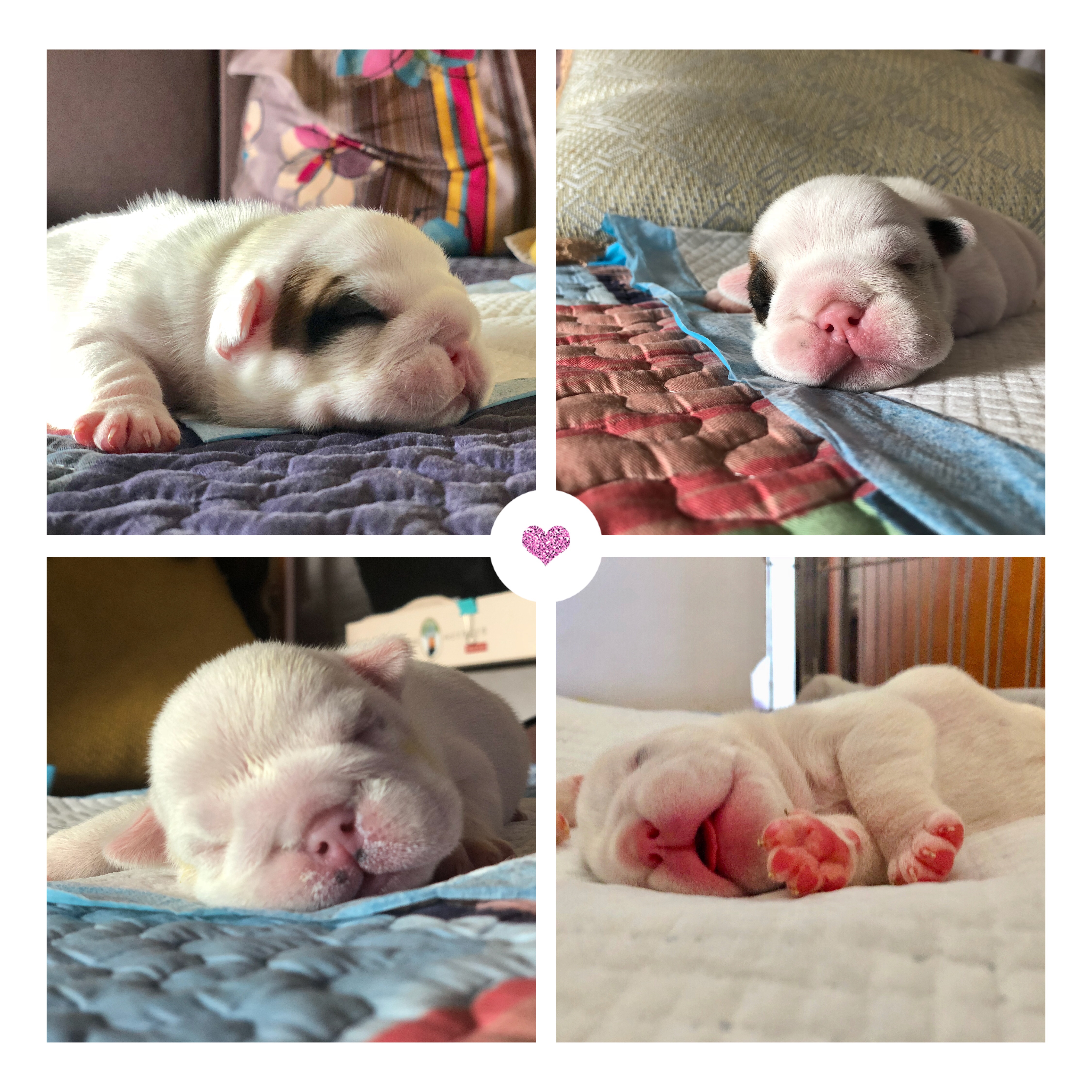 英牛的孕产记实——一场生死线上的考验