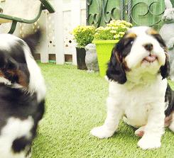 超级可爱呆萌的小奶狗,全种类小奶狗超萌合集