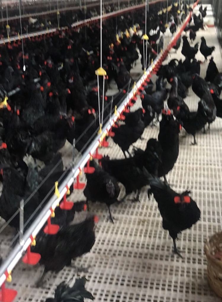 略阳乌鸡养殖历史,秦岭深山略阳乌鸡