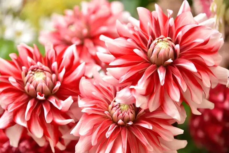 尼康d850刚发布时的价格,最近尼康d850为什么涨价