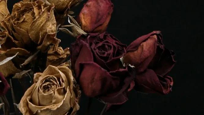 索尼fx6v效果,索尼fx92