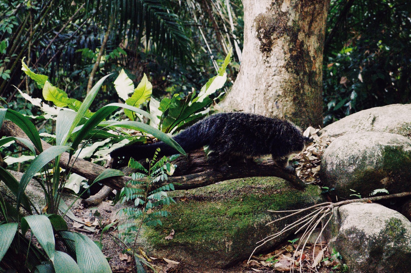 中国蝙蝠动物园,中国有蝙蝠的动物园