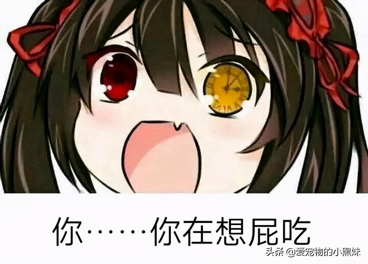 网购哈士奇当天到货,在网上购买哈士奇纯种的视频