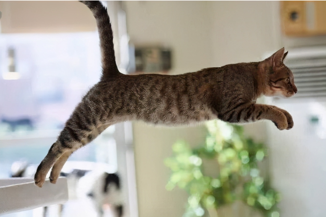 猫咪这五大“臭毛病”，你家猫咪占几个？