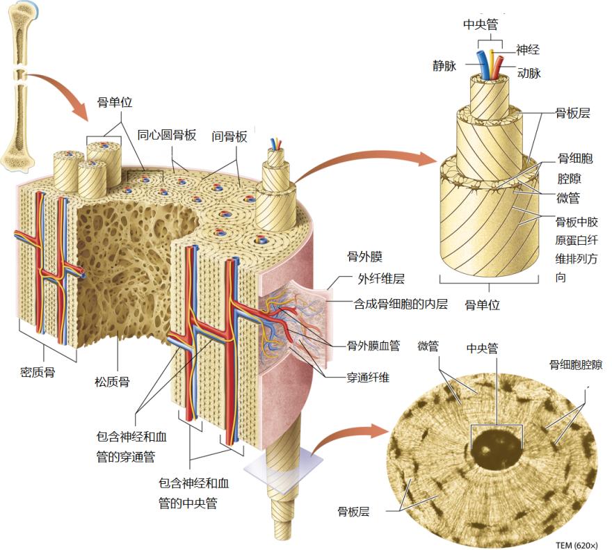 聊聊骨科疾病,聊聊骨科