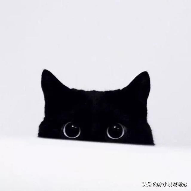 泰迪狗狗洗澡用什么洗发水,狗狗洗澡注意事项