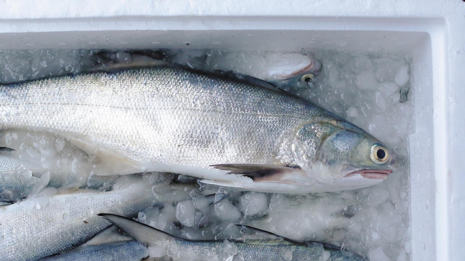 在没有冰箱的情况下怎么保存食物,70年代没有冰箱如何保存食物