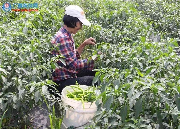 广西财政奖补政策,广西4地市获补助1亿元