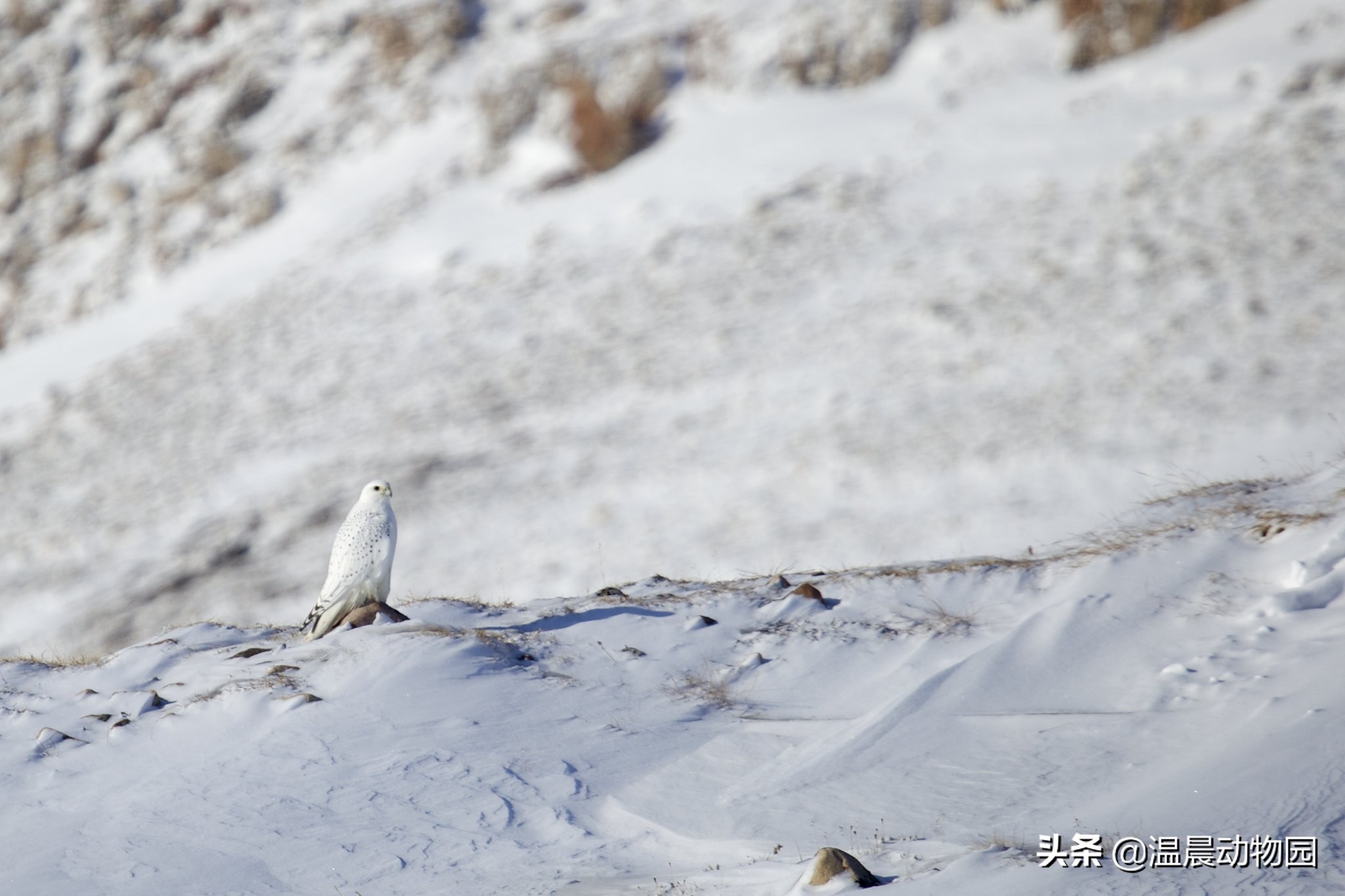 为什么海东青被称为神鸟,海东青是天空中的无敌王者吗