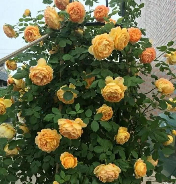 四种高颜值爬藤月季花,名贵十大爬藤月季超大花
