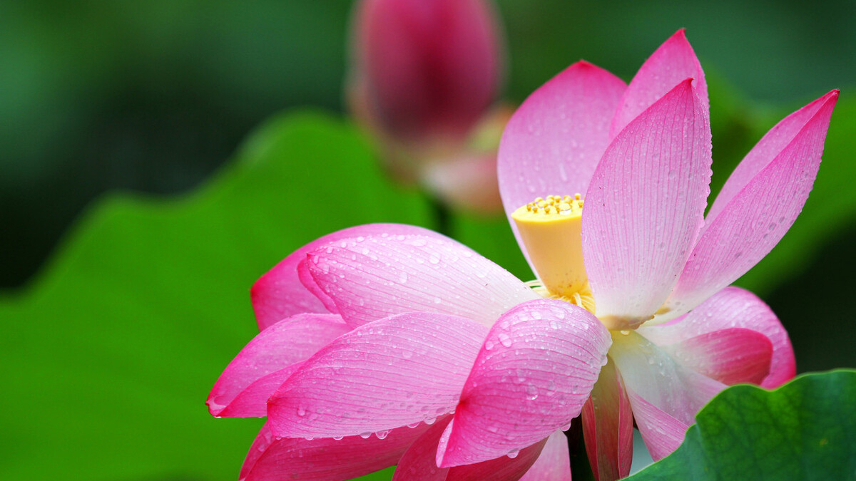 收藏100首夏日诗词带你清凉一夏,风过荷花香满院的诗句