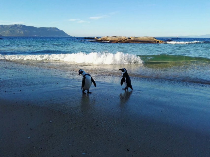 南非开普敦山吃饭,开普敦桌山上帝遗落在人间的餐桌