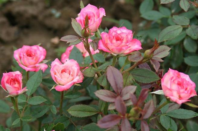 阳台盆栽观赏花,阳台最好养花期长的花卉