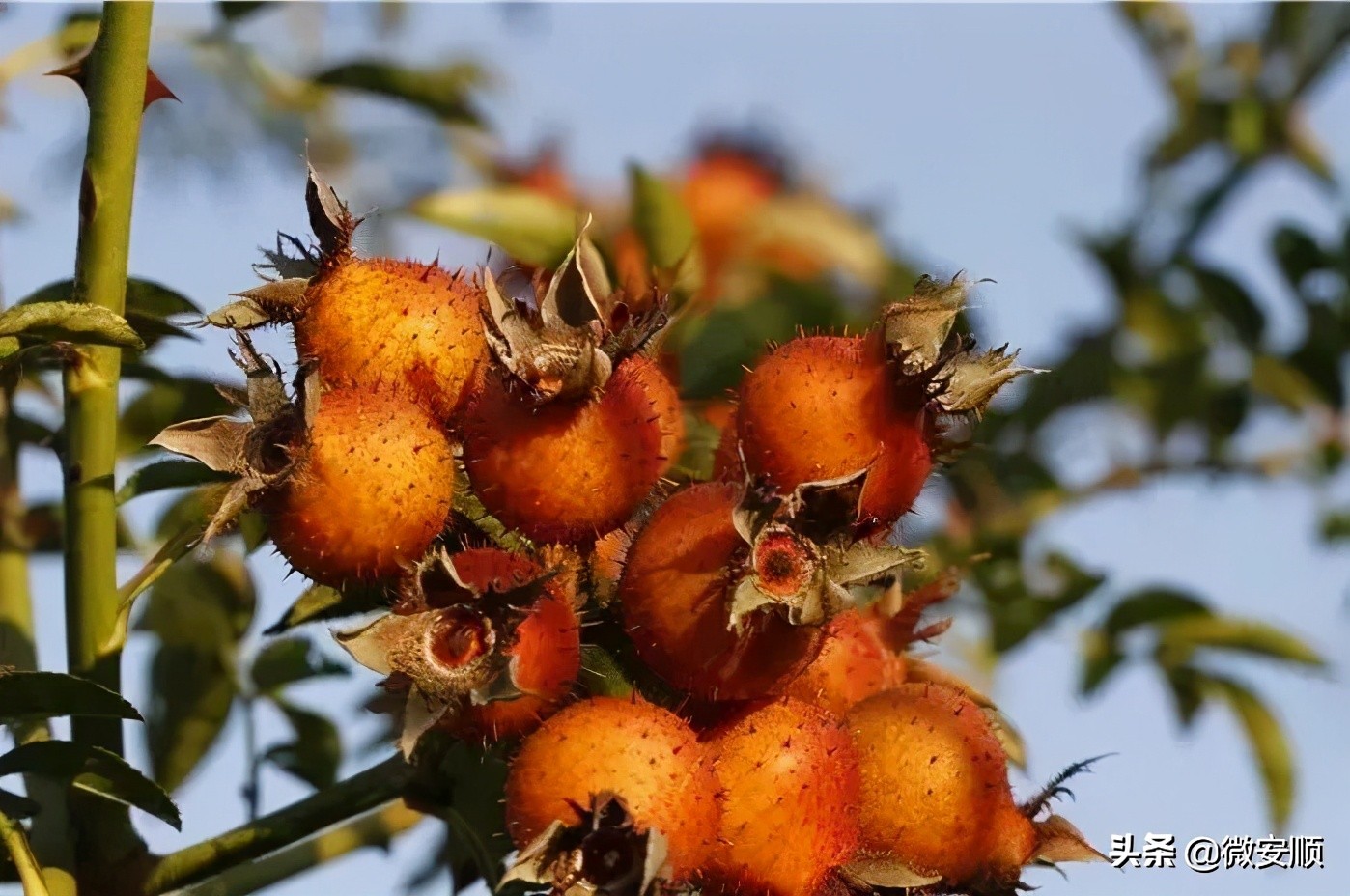 你好！我叫安顺，这是我2021最新简历