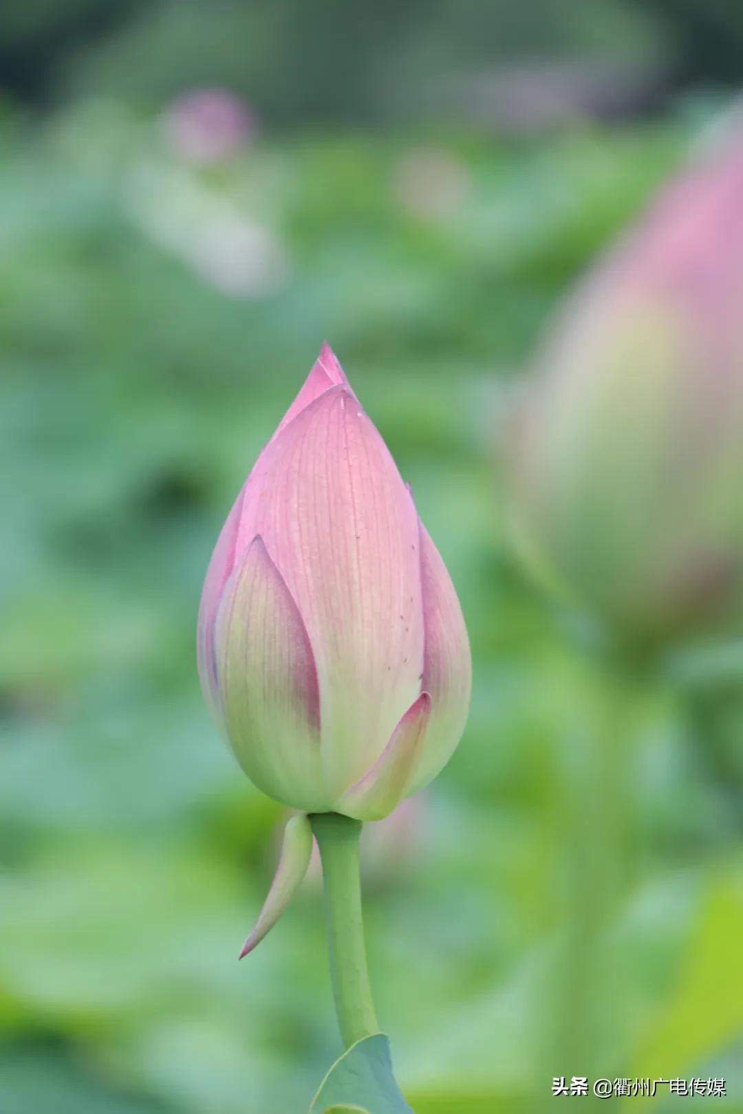 赏荷地图最新版,衢州赏荷