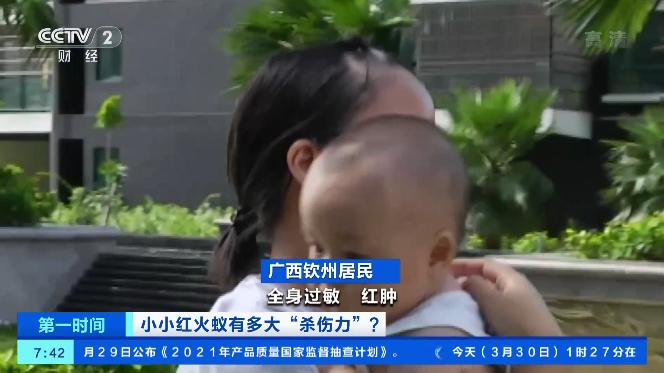 红火蚁入侵致多少人死,红火蚁伤人死亡新闻报道