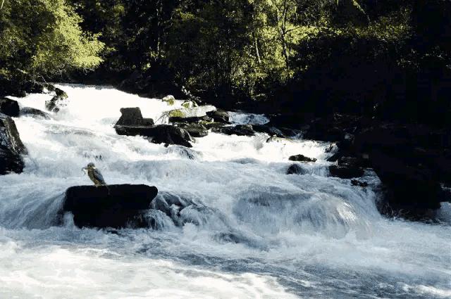 山水花鸟图片欣赏及名称,画花鸟鱼虫活灵活现