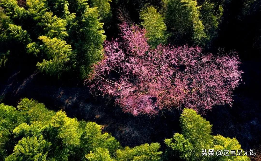 宜兴旅游攻略樱花,江苏溧阳茶园樱花绽放