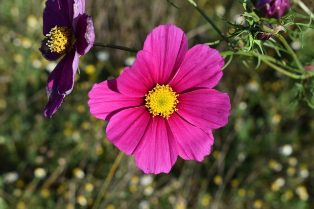 十二星座中谁最容易喜欢上白羊,十二星座复合指南白羊金牛