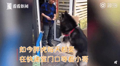 白柯基妈妈生宝宝,白狗妈妈生了一窝黑狗