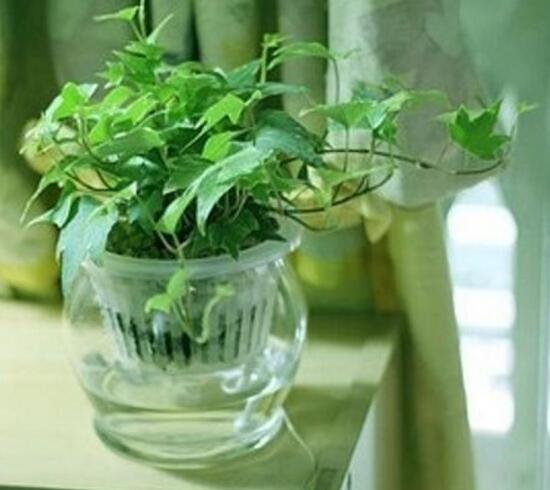 水培常春藤方法和注意事项有哪些,常春藤土培转水培怎么种