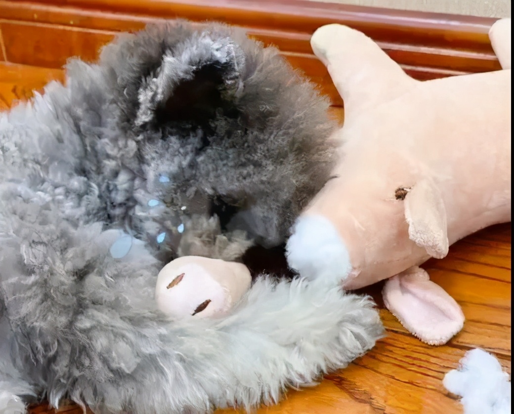 家里数据线被咬,数据线被狗狗咬