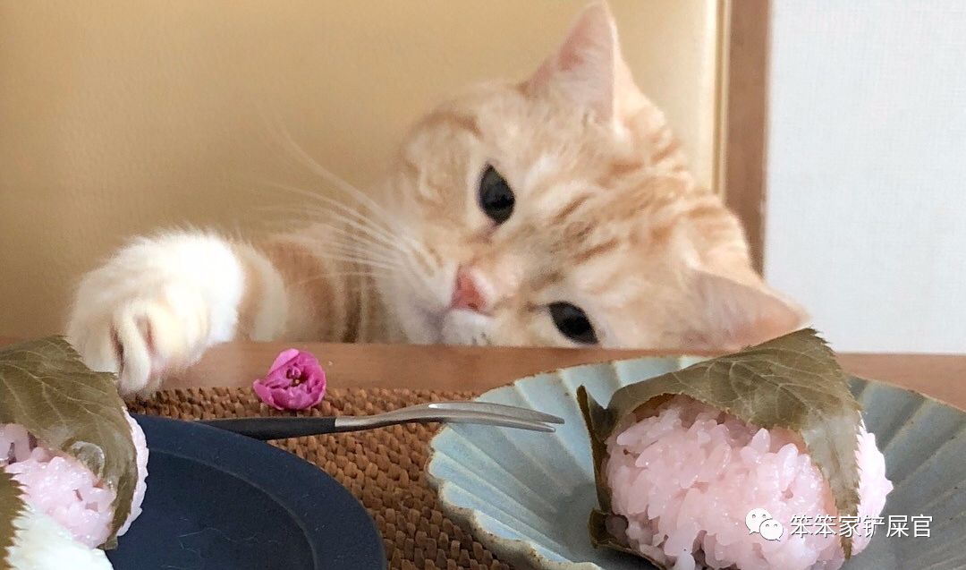 猫咪挑食饿两三天就好了,猫咪挑食饿几天会好吗