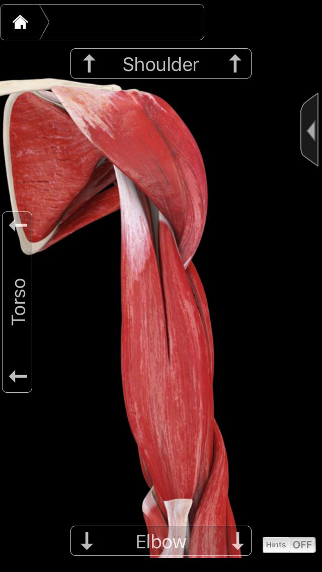 瘦手臂训练方法全程跟练,瘦手臂拜拜肉紧致手臂