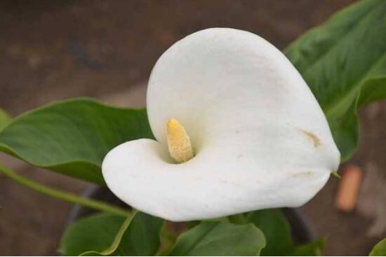 马蹄莲鲜切花花朵发黄焦边干枯,马蹄莲花蔫叶子发黄是什么原因