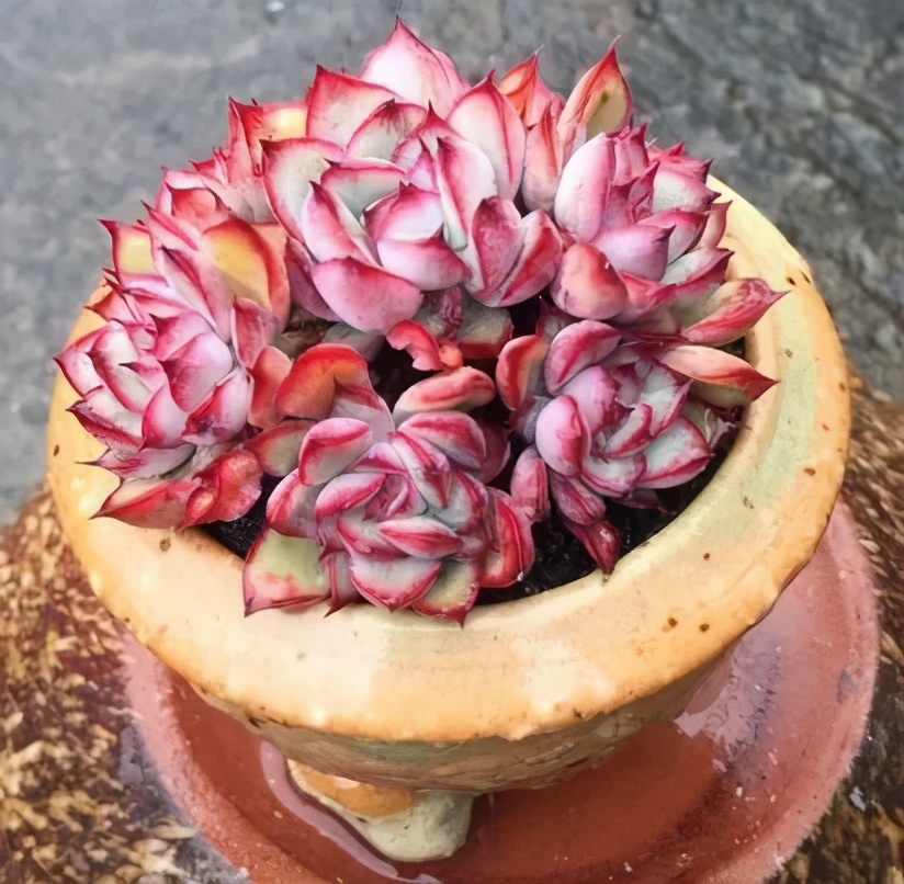 六年时间环游22个国家,却被多肉小萌物征服