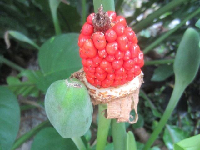 滴水观音和海芋区别,海芋和滴水观音有什么区别