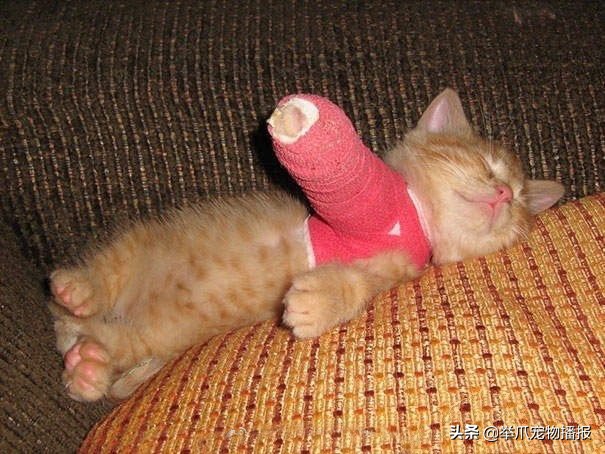 被萌化了的小动物,萌化了被宠物治愈的瞬间