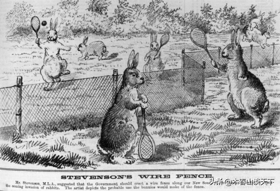 澳大利亚为什么禁止养兔子,澳大利亚大陆兔子对环境的影响
