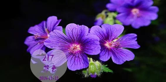 大语文情境下中小学生高分作文系列:写人作文入门模板