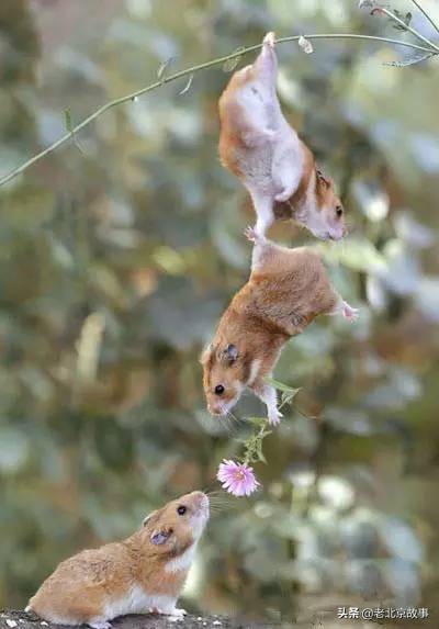 26张活久见的图片看完又涨知识了,42张照片大图