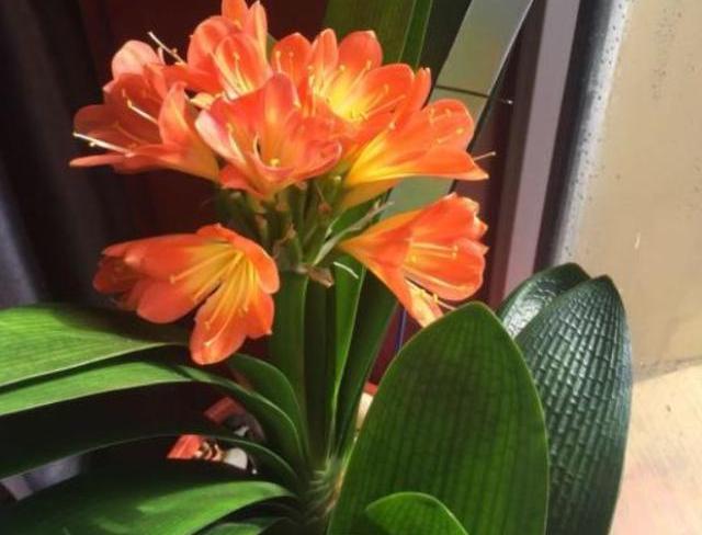 君子兰在什么地方养最合适,君子兰适合在什么地方养