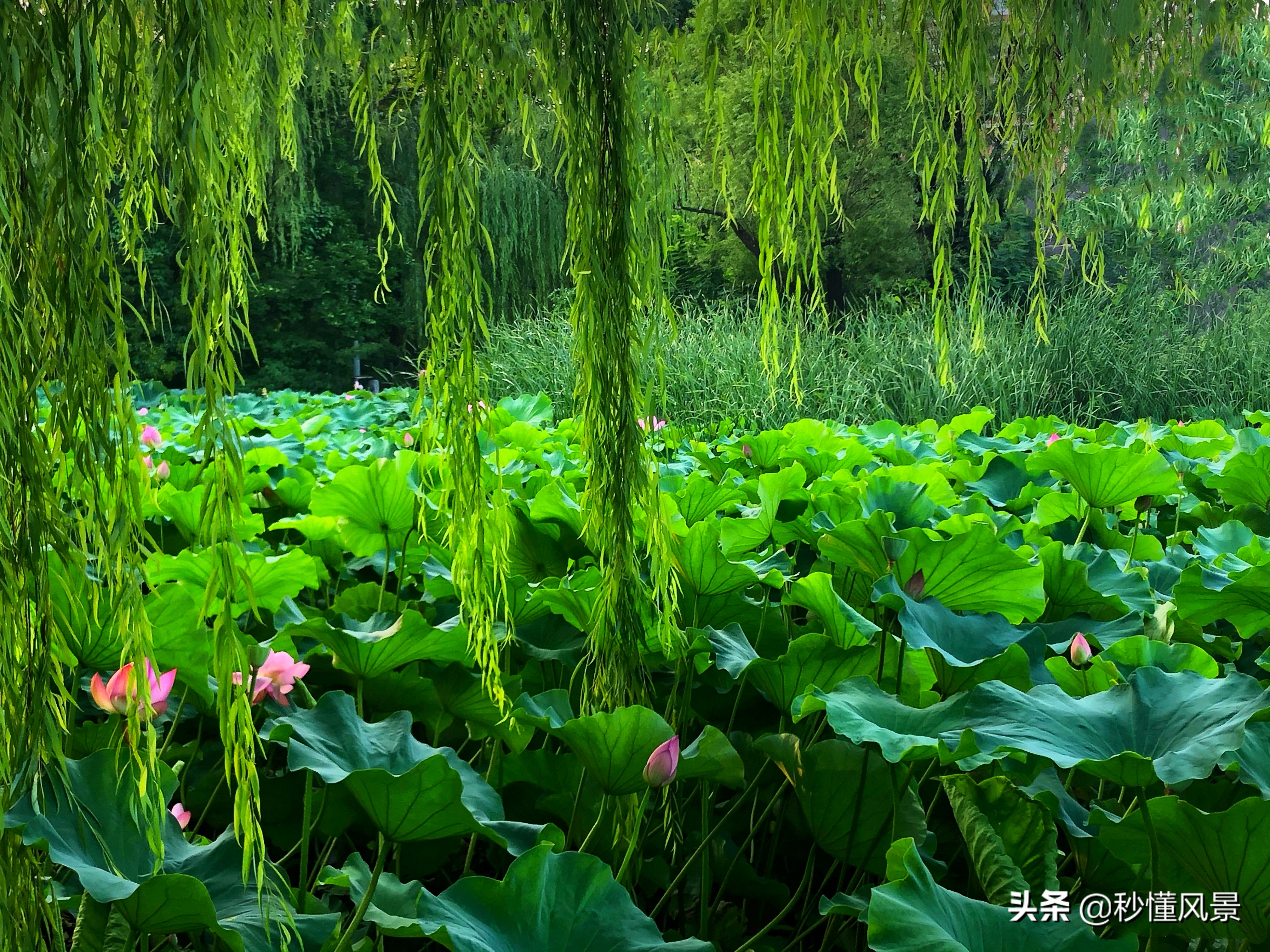 济南秋季周边遛娃景点推荐,济南周末看花遛娃