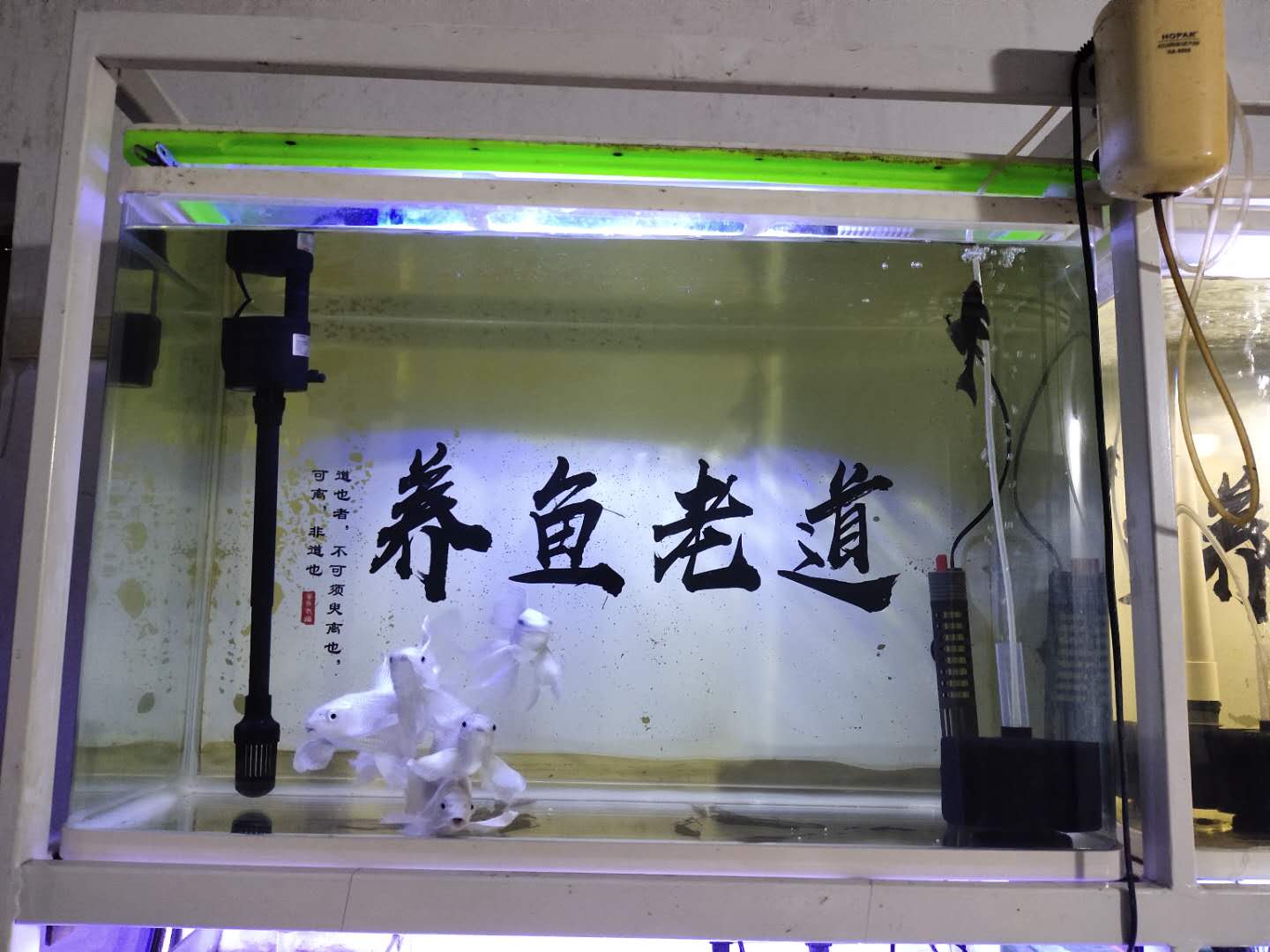 水质总是有白色细小浓稠泡沫,鱼缸水面泡沫过多