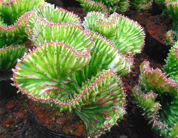 霸气侧漏的多肉植物,霸气的多肉