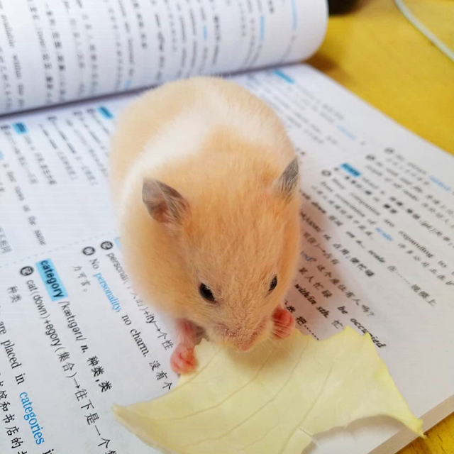 仓鼠陪主人复习功课，因玩性太重，无奈被送回鼠笼