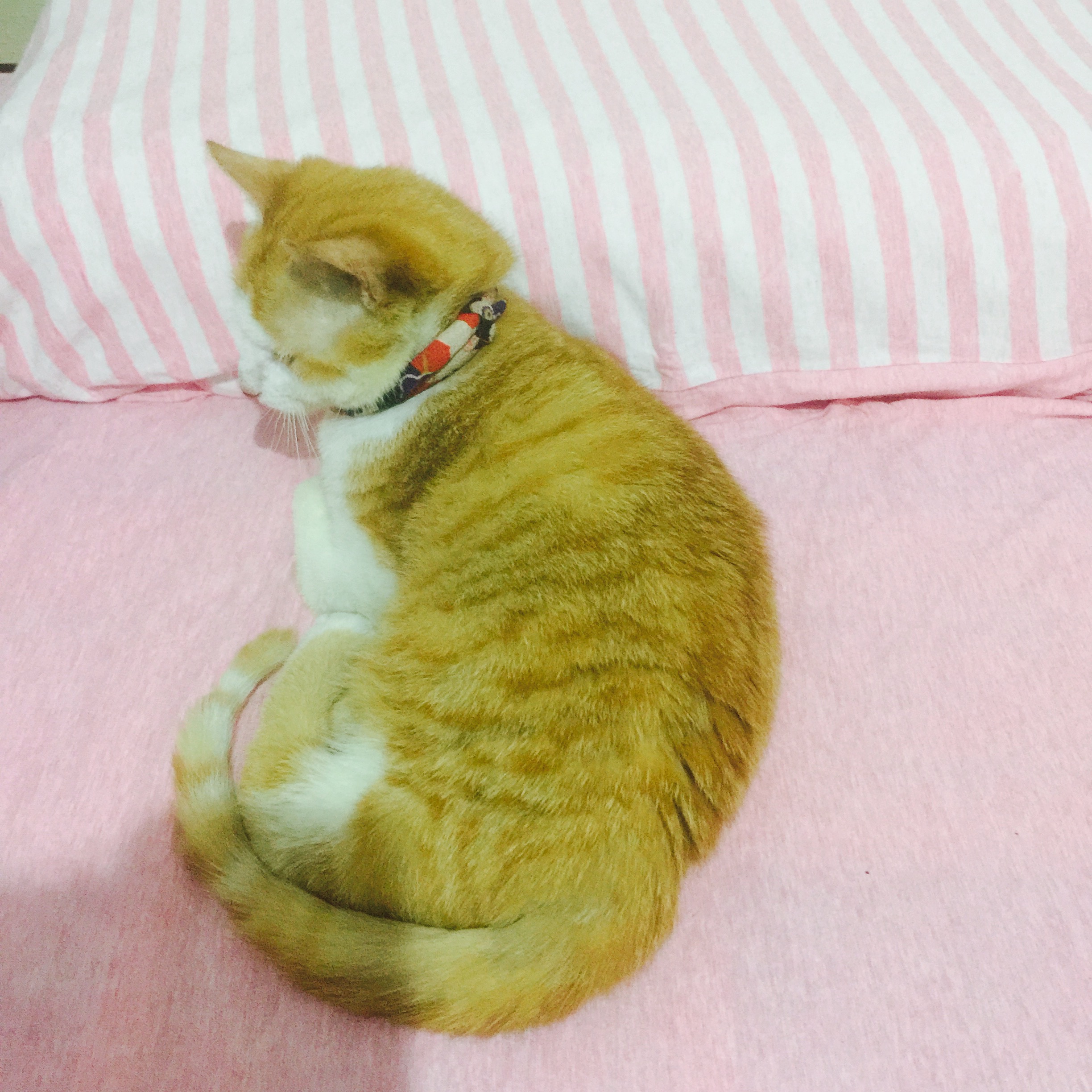 养四肢残疾猫好吗,如何养一只流浪小猫