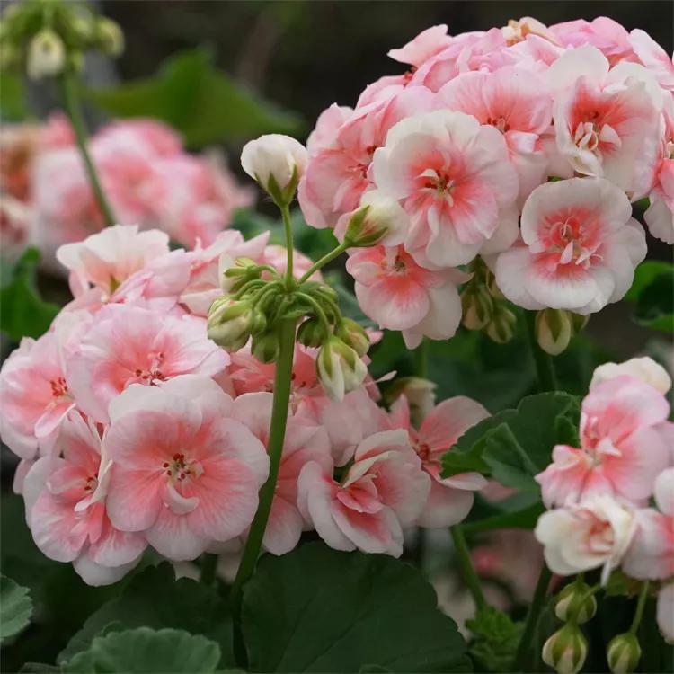 10种天竺葵,天竺葵100种图片大全