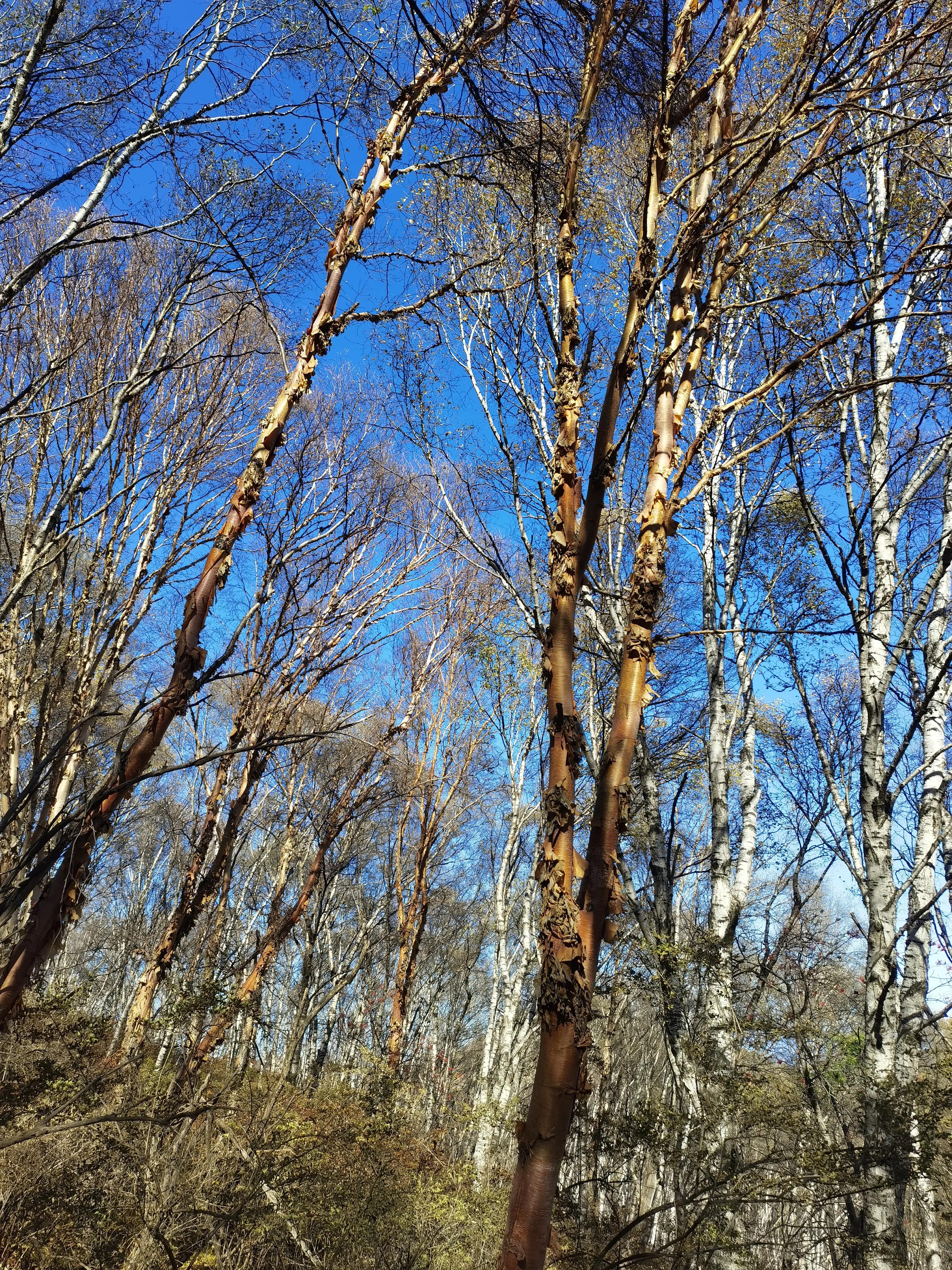 都知夏日驼梁美，秋季呢？阜平花塔村进山带您领略最美的秋日驼梁