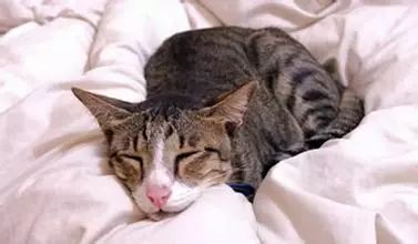 猫咪生病不爱喝水的妙招,生病后的猫咪不用控制食量可以吗