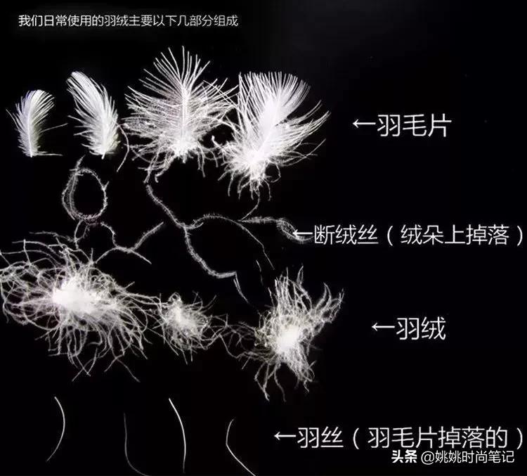 鹅绒的专业知识,羽绒知识的专业讲解